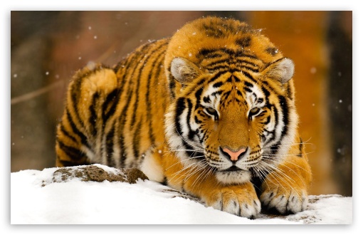 hd wallpaper tiger. 5 Siberian Tiger In Snow
