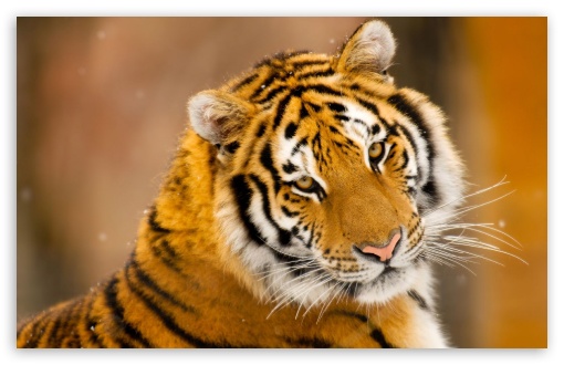 Siberian Tiger Wild Animal wallpaper for Wide 16:10 5:3 Widescreen WHXGA 