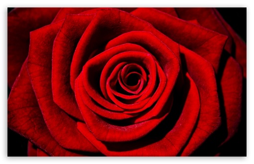 Single Red Rose HD wallpaper for Wide 16:10 Widescreen WHXGA WQXGA WUXGA WXGA ;