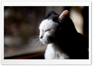 Sleepy Cat HD Wide Wallpaper for Widescreen