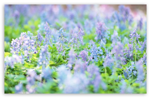 wallpapers nature flowers. Small Blue Flowers wallpaper