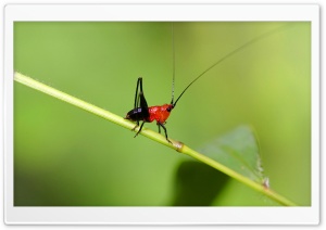 Small Grasshopper Macro HD Wide Wallpaper for Widescreen