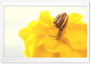 Snail HD Wide Wallpaper for Widescreen