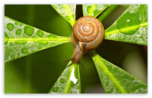 Snail After The Rain HD wallpaper for Standard 4:3 5:4 Fullscreen UXGA XGA SVGA QSXGA SXGA ; Wide 16:10 5:3 Widescreen WHXGA WQXGA WUXGA WXGA WGA ; HD 16:9 High Definition WQHD QWXGA 1080p 900p 720p QHD nHD ; Other 3:2 DVGA HVGA HQVGA devices ( Apple PowerBook G4 iPhone 4 3G 3GS iPod Touch ) ; Mobile VGA WVGA iPhone iPad PSP Phone - VGA QVGA Smartphone ( PocketPC GPS iPod Zune BlackBerry HTC Samsung LG Nokia Eten Asus ) WVGA WQVGA Smartphone ( HTC Samsung Sony Ericsson LG Vertu MIO ) HVGA Smartphone ( Apple iPhone iPod BlackBerry HTC Samsung Nokia ) Sony PSP Zune HD Zen ; Tablet 2 ;