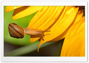 Snail And Sunflower HD Wide Wallpaper for Widescreen