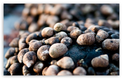 Snail Bokeh HD wallpaper for Wide 16:10 Widescreen WHXGA WQXGA WUXGA WXGA ;
