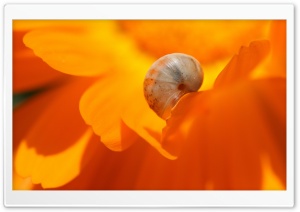 Snail Macro HD Wide Wallpaper for Widescreen