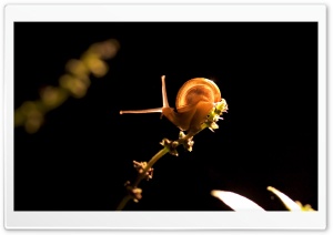 Snail On Branch HD Wide Wallpaper for Widescreen