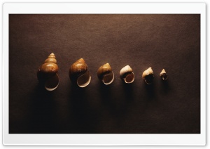 Snail Shells HD Wide Wallpaper for Widescreen