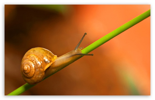 Snail Walking HD wallpaper for Standard 4:3 5:4 Fullscreen UXGA XGA SVGA QSXGA SXGA ; Wide 16:10 5:3 Widescreen WHXGA WQXGA WUXGA WXGA WGA ; HD 16:9 High Definition WQHD QWXGA 1080p 900p 720p QHD nHD ; Other 3:2 DVGA HVGA HQVGA devices ( Apple PowerBook G4 iPhone 4 3G 3GS iPod Touch ) ; Mobile VGA WVGA iPhone iPad PSP Phone - VGA QVGA Smartphone ( PocketPC GPS iPod Zune BlackBerry HTC Samsung LG Nokia Eten Asus ) WVGA WQVGA Smartphone ( HTC Samsung Sony Ericsson LG Vertu MIO ) HVGA Smartphone ( Apple iPhone iPod BlackBerry HTC Samsung Nokia ) Sony PSP Zune HD Zen ; Tablet 2 ;