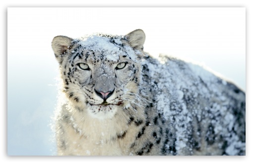 snow leopard wallpaper hd. snow leopard wallpaper hd.