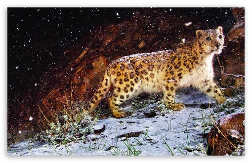 Snow Leopard Flurries wallpaper for Standard 4:3 5:4 Fullscreen UXGA XGA 