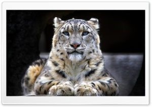 Snow Leopard Sitting On A Rock HD Wide Wallpaper for Widescreen