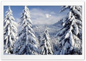 Snowy Trees HD Wide Wallpaper for Widescreen