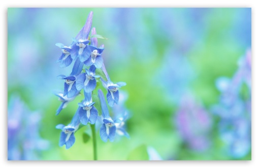 Home > Nature > Flowers. Soft Focus Small Blue Flowers wallpaper for Wide 