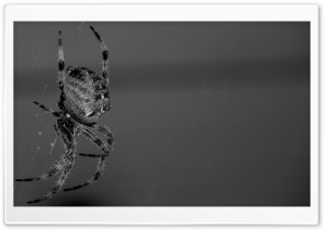 Spider Intimidation HD Wide Wallpaper for Widescreen