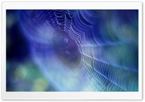 Spiderweb Background wallpaper