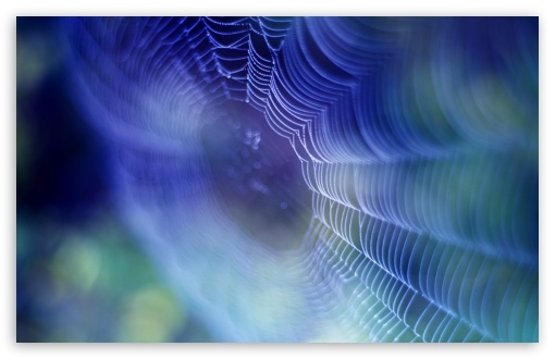 Spiderweb Background HD wallpaper for Wide 16:10 Widescreen WHXGA WQXGA WUXGA WXGA ;