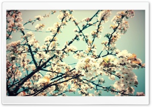 Spring HD Wide Wallpaper for Widescreen