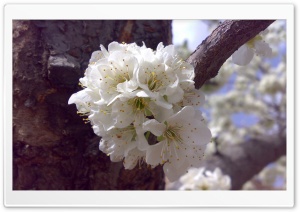 Spring - Meshkin City, Iran HD Wide Wallpaper for Widescreen