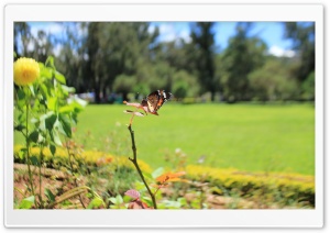 Spring Butterfly HD Wide Wallpaper for Widescreen