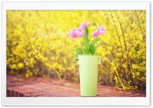 Spring Flowers HD Wide Wallpaper for Widescreen