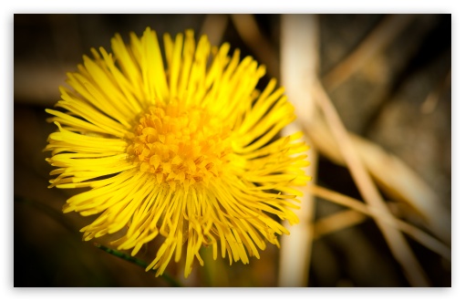 Spring Macro wallpaper for Wide 16:10 Widescreen WHXGA WQXGA WUXGA WXGA ;