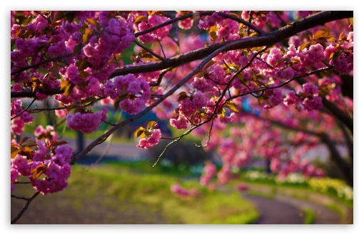 Spring Walk Away HD wallpaper for Wide 16:10 Widescreen WHXGA WQXGA WUXGA WXGA ;