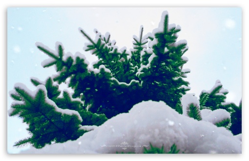 Spruce Tree Winter HD wallpaper for Standard 4:3 5:4 Fullscreen UXGA XGA SVGA QSXGA SXGA ; Wide 16:10 Widescreen WHXGA WQXGA WUXGA WXGA ; HD 16:9 High Definition WQHD QWXGA 1080p 900p 720p QHD nHD ; Mobile VGA WVGA iPhone iPad PSP Phone - VGA QVGA Smartphone ( PocketPC GPS iPod Zune BlackBerry HTC Samsung LG Nokia Eten Asus ) WVGA WQVGA Smartphone ( HTC Samsung Sony Ericsson LG Vertu MIO ) HVGA Smartphone ( Apple iPhone iPod BlackBerry HTC Samsung Nokia ) Sony PSP Zune HD Zen ;