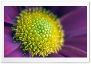 Stamens HD Wide Wallpaper for Widescreen