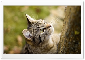 Stray Cat HD Wide Wallpaper for Widescreen