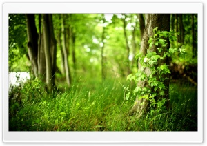Summer HD Wide Wallpaper for Widescreen