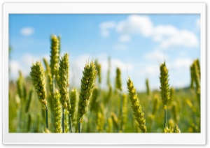Summer Day HD Wide Wallpaper for Widescreen