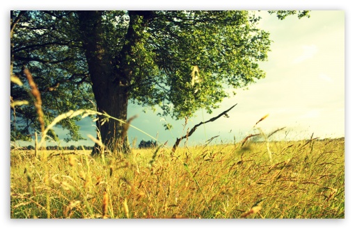 Summer Field HD wallpaper for Wide 16:10 Widescreen WHXGA WQXGA WUXGA WXGA ;