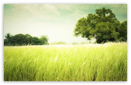 Summer Field Grass HD wallpaper for Wide 16:10 Widescreen WHXGA WQXGA WUXGA WXGA ;