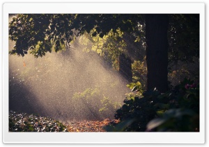 Summer Rain, Forest HD Wide Wallpaper for Widescreen