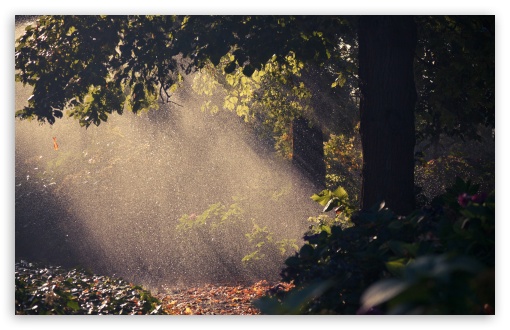 Summer Rain, Forest HD wallpaper for Wide 16:10 Widescreen WHXGA WQXGA WUXGA WXGA ;