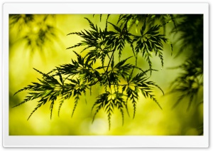 Summer Tree Leaves HD Wide Wallpaper for Widescreen