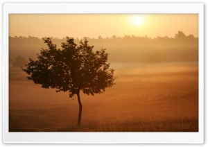 Summer Wind HD Wide Wallpaper for Widescreen