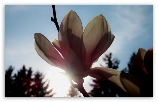Sun Behind Magnolie HD wallpaper for Standard 4:3 Fullscreen UXGA XGA SVGA ; Wide 16:10 Widescreen WHXGA WQXGA WUXGA WXGA ; HD 16:9 High Definition WQHD QWXGA 1080p 900p 720p QHD nHD ; Mobile VGA iPad - VGA QVGA Smartphone ( PocketPC GPS iPod Zune BlackBerry HTC Samsung LG Nokia Eten Asus ) ;