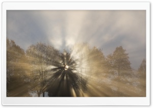 Sun Thru Fog And Trees Oregon HD Wide Wallpaper for Widescreen