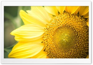 Sunflower wallpaper