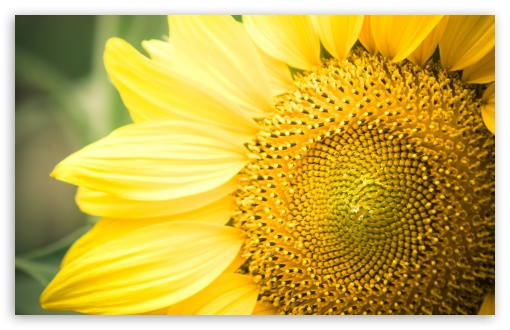 Sunflower HD wallpaper for Standard 4:3 Fullscreen UXGA XGA SVGA ; Wide 16:10 Widescreen WHXGA WQXGA WUXGA WXGA ; HD 16:9 High Definition WQHD QWXGA 1080p 900p 720p QHD nHD ; Mobile VGA iPad - VGA QVGA Smartphone ( PocketPC GPS iPod Zune BlackBerry HTC Samsung LG Nokia Eten Asus ) ;