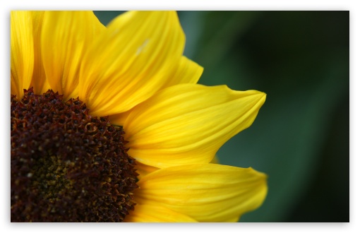 Sunflower wallpaper for Wide 16:10 Widescreen WHXGA WQXGA WUXGA WXGA ;