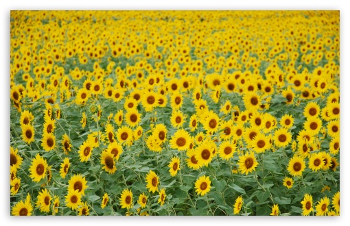 Sunflower Field HD wallpaper for Wide 16:10 Widescreen WHXGA WQXGA WUXGA WXGA ;