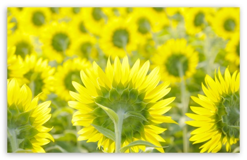 Sunflower Field Background HD wallpaper for Wide 16:10 Widescreen WHXGA WQXGA WUXGA WXGA ;