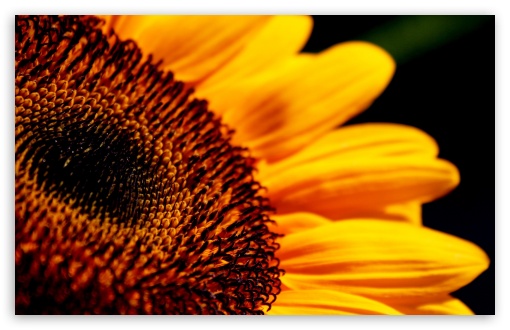Sunflower Macro wallpaper for Wide 16:10 Widescreen WHXGA WQXGA WUXGA WXGA ;