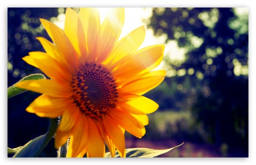 Sunflower Sunshine HD wallpaper for Wide 16:10 Widescreen WHXGA WQXGA WUXGA WXGA ;
