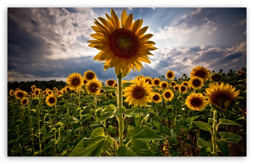 sunflower wallpaper desktop. 4 Sunflowers wallpaper for