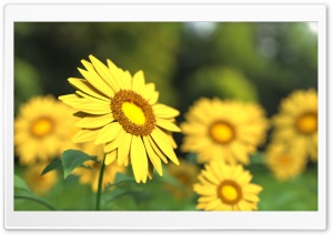 Sunflowers 3D HD Wide Wallpaper for Widescreen